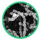 Streptococcus_thermophilu_145x140px