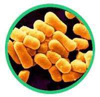 Lactobacillus_Fermentum_200x194px