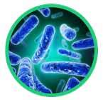 Bifidobacterium_longum_145x140px