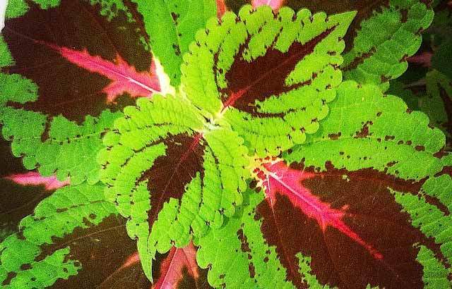 forskolin-testosterone