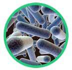 Lactobacillus_gasseri_145x140px