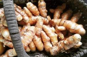 turmeric_300x196