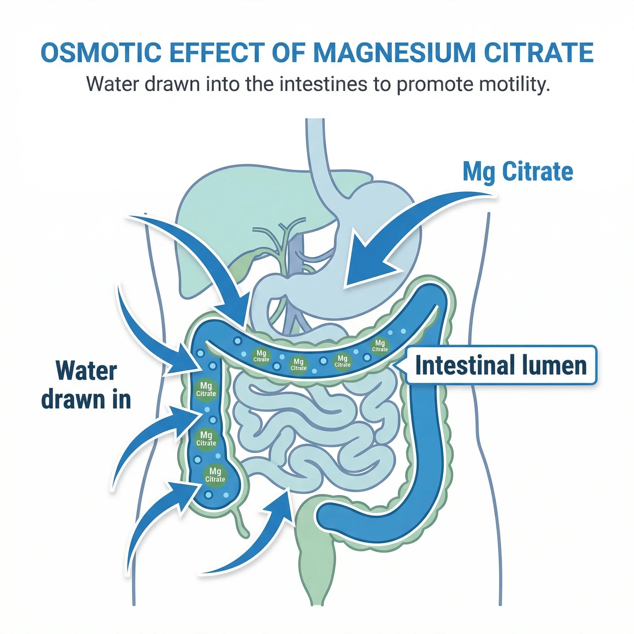 Infographic comparing magnesium citrate absorption rates and onset times for digestive benefits