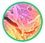 Bacillus_coagulans_145x140px