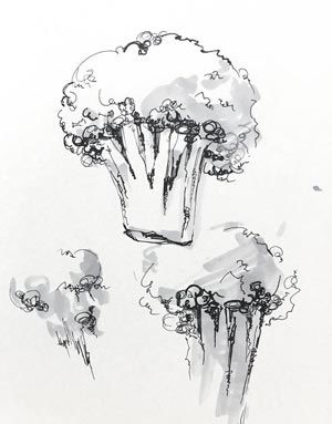 broccoli_drawing_300x383
