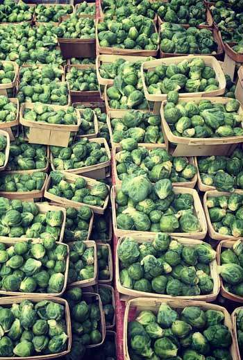 brussels_sprout_350x519