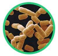 Lactobacillus_salivarius_200x194px