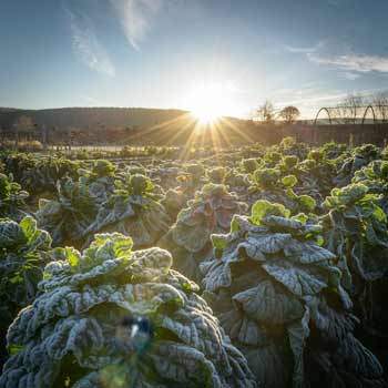 brussels_sprout_fields_350x350
