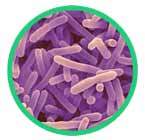 Bifidobacterium_Bifidus_145x140px