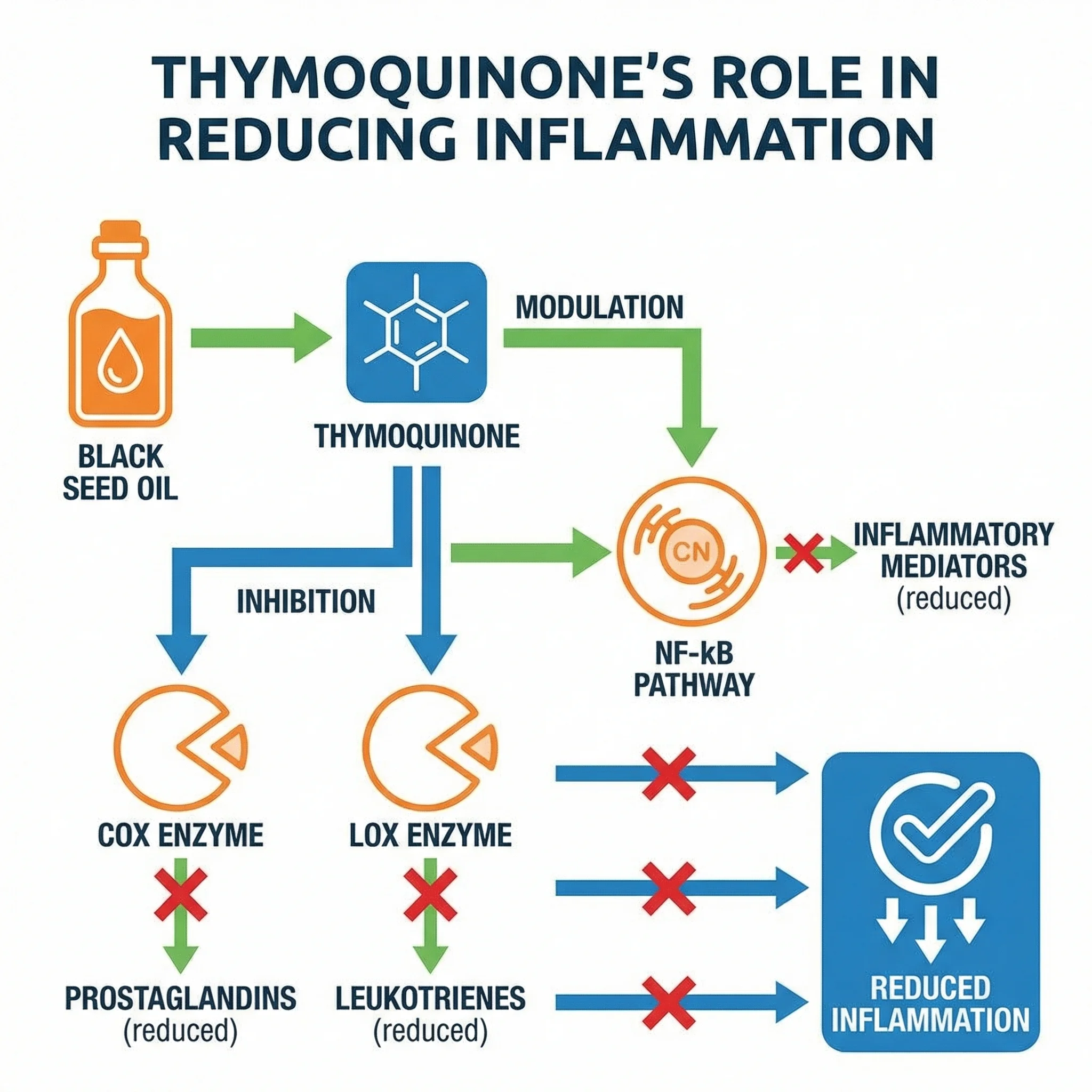 Infographic showing how thymoquinone reduces inflammation through COX and LOX enzyme inhibition pathways