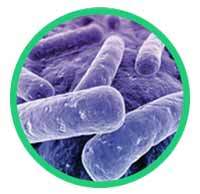 lactobacillus_reuteri_200x194px